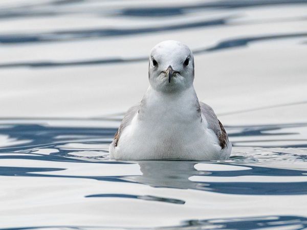 Gabbiano tridattilo  - Daniela Heldner